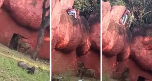 Man in Nehru Zoological Park